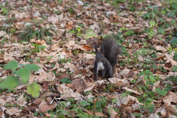 Squirrel — Stock Photo, Image