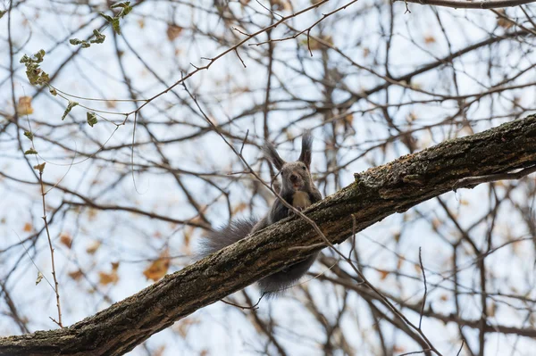 Squirrel — Stock Photo, Image