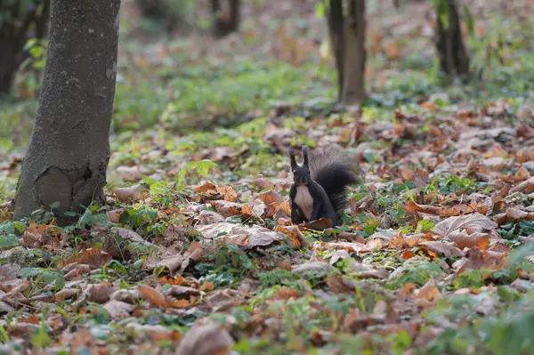 Squirrel — Stock Photo, Image