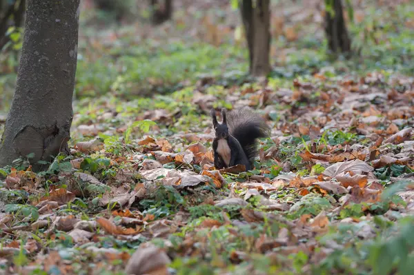 Squirrel — Stock Photo, Image