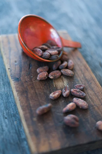 Granos de cacao — Foto de Stock