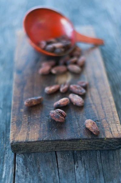 Cocoa beans — Stock Photo, Image