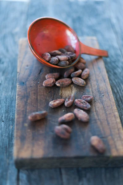 Granos de cacao — Foto de Stock