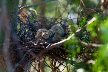 Küçük yavru güvercinler