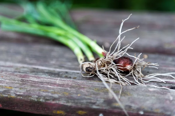 Spring onion — Stock Photo, Image