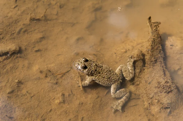 Frog — Stock Photo, Image