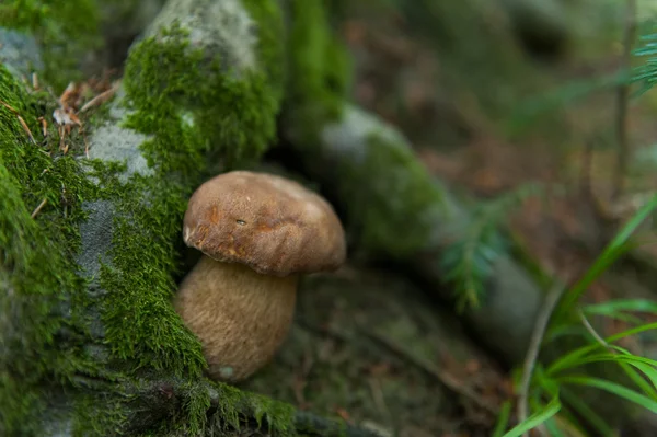 Steinpilze — Stockfoto