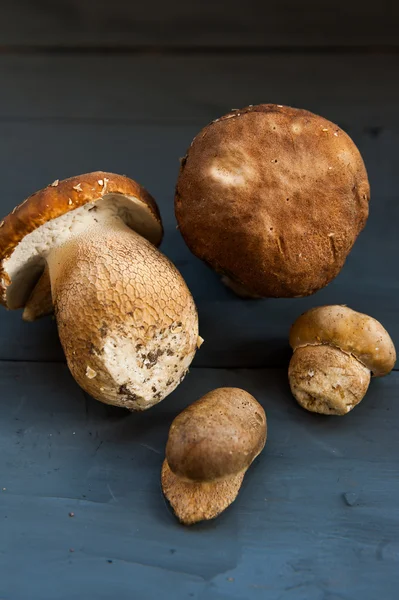 Трубчатый гриб edulis — стоковое фото