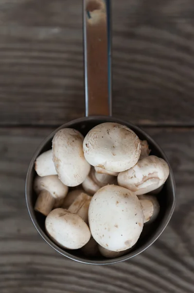 Mushrooms — Stock Photo, Image