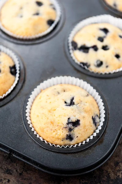 Muffin ai mirtilli — Foto Stock