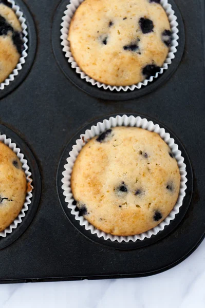 Blåbärsmuffins — Stockfoto