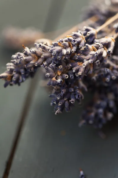 Primer plano de flor de lavanda — Foto de Stock