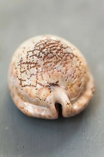 Tutup dari shell laut — Stok Foto