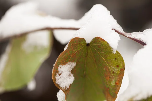Leaf in the snow — Stock Photo, Image