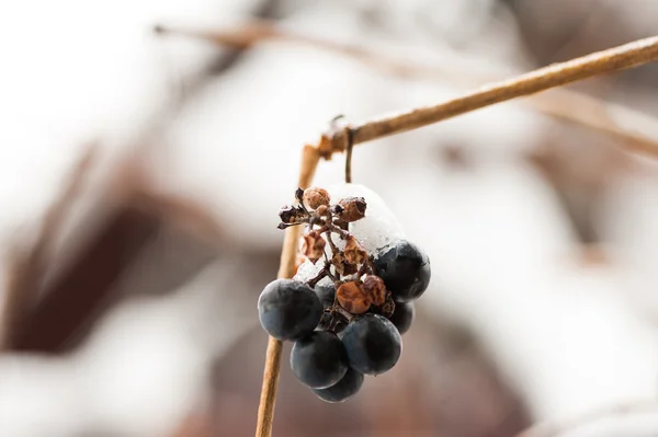 Grapes in the snow — Stock Photo, Image