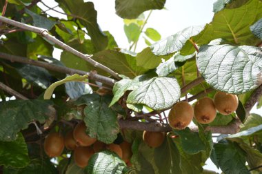 Kivi ağacı üzerinde