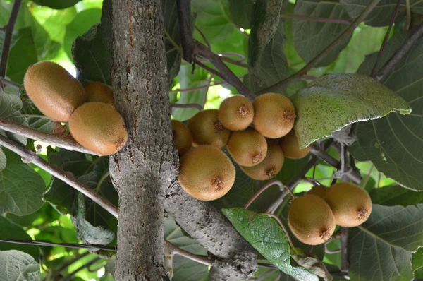 Kiwis en el árbol — Foto de Stock