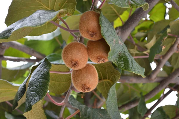 Kiwis en el árbol — Foto de Stock