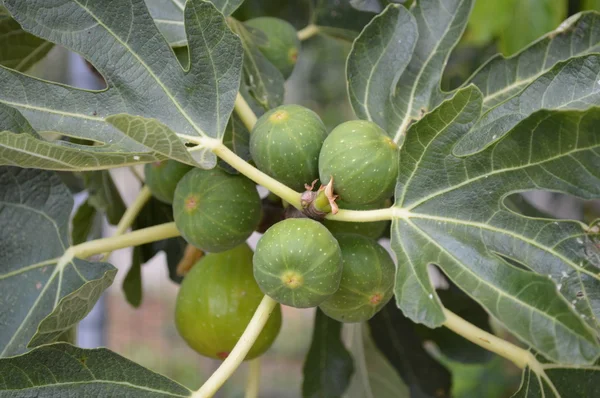 Rijpe vijgen op een boom — Stockfoto