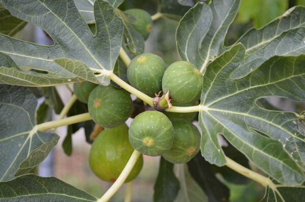Ripe figs on a tree
