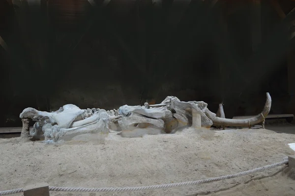 Esqueleto prehistórico de un mamut — Foto de Stock
