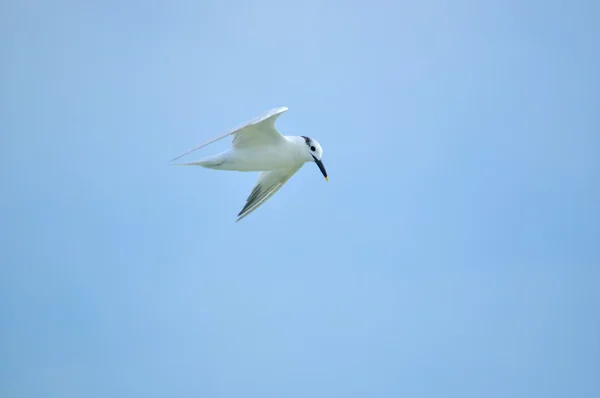 Sandwich-Seeschwalbe im Flug — Stockfoto