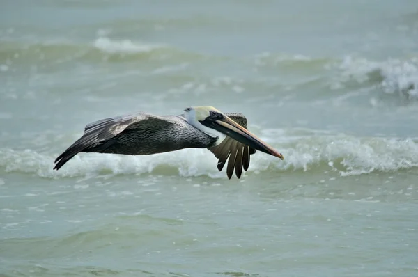 Pélican brun adulte volant près de l'eau — Photo