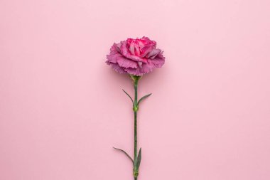 Pembe arka planda leylak çiçekleri karanfili, bayram hediye kartı manzarası