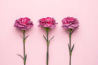 Pembe arka planda leylak çiçekleri karanfili, bayram hediye kartı manzarası