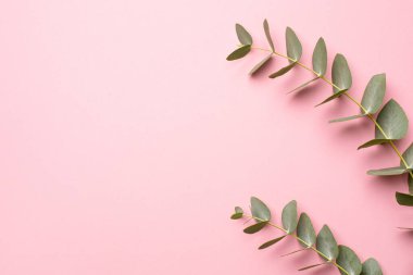 Telif uzayı üst görüşü olan pembe bir arka planda yeşil okaliptüs bitkisi