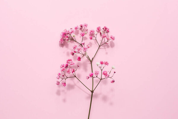 Elegant floral soft pink composition. Beautiful flowers on pastel pink background top view
