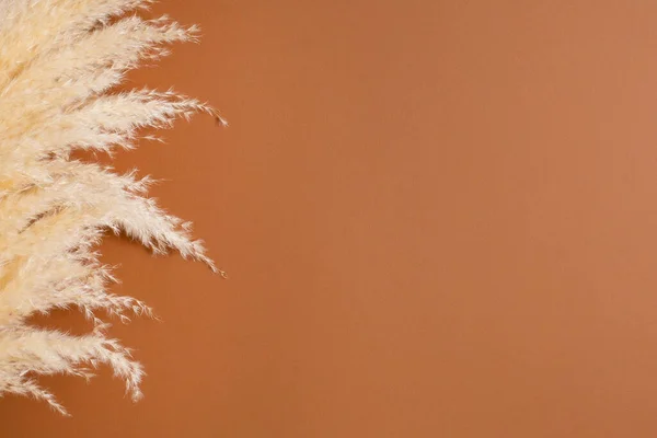 Kuru otlar, kahverengi turuncu arka planda dururlar. Asgari, şık, moda konsepti. Uzayı kopyala Eğilim rengi 2021 yan görünüm