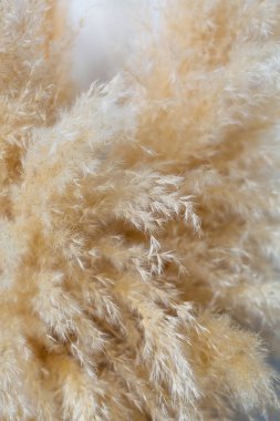 Cortaderia selloana, pampas otları Japonya 'da mavi gökyüzünün altında güzeldir. Japonca Shiroganeyoshi. Beyaz kabarık bitkiler yan görünümü kapatır