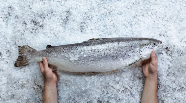 Verse Rauwe Zalm Vis Handen Ijs Grijze Stenen Achtergrond Bovenaanzicht — Stockfoto