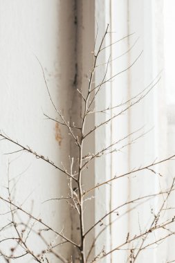 Durgun yaşam. Eski vintage pencere yan görünümünün arka planında kuru bir dalın fotoğrafı
