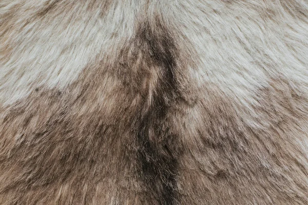 天然ウールテクスチャ動物 皮膚側のビューで暗い布とオオカミのコート — ストック写真