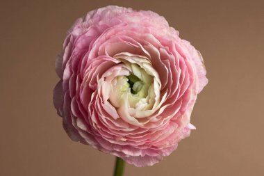 Kahverengi arka planda tek bir somon renkli güzel çiçek var. Makro yan görüntüyü kapatın.