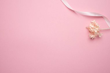 Pastel pembe arka planda kuru bir çiçek dalı. Telif alanı üst görünümüne sahip en az kurumuş konsept