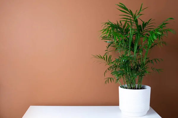 Abstrait Intérieur Moderne Avec Plante Verte Sur Table Fond Mural — Photo