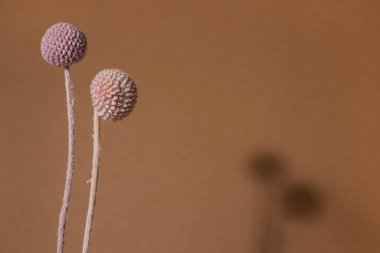 Açık kahverengi arka planda koyu gölgesi olan kuru pembe bir Craspedia çiçeği. Kopyalama alanı yan görünümüne sahip eğilim, asgari konsept