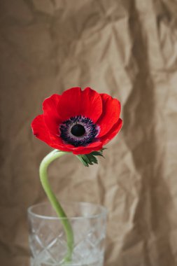 Kahverengi kağıt işçiliğinin yanındaki güzel kırmızı Anemone 'un yakın görüntüsü. Yüksek kalite fotoğraf