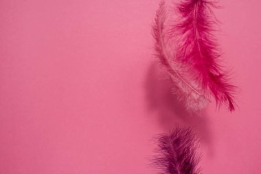 Pembe neon arka plandaki kuşun pembe ve eflatun tüyleri. Koyu gölgeli, telif alanı olan.