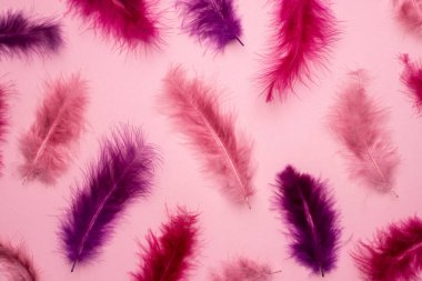 Pastel arka planda güzel soyut pembe ve mor tüyler ve renkli desenli yumuşak pembe tüyler, renkli arka plan, renkli üst görünüm