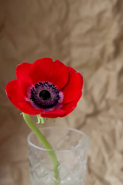 Red Flower Vase Craft Paper Background Beautiful Spring Flower Vintage — Stock Photo, Image