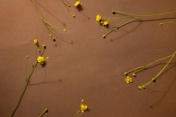 Flores Silvestres Amarillas Sobre Fondo Marrón Con Copyspace Moderna Composición — Foto de Stock