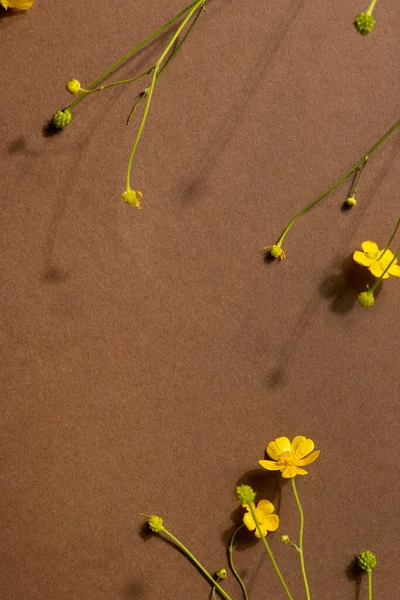 Желтые Полевые Цветы Коричневом Фоне Копирайтом Современная Модная Композиция Сушеными — стоковое фото