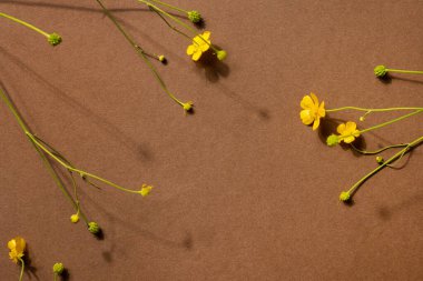 Kahverengi arka planda sarı kır çiçekleri ve kopyasal alan. Kurumuş çiçekli modern moda kompozisyon, koyu gölgeler üst görünüm