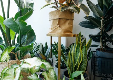Ficus lyrata, saksı çiçeği. Bitki koleksiyonu. Güzel keman yaprağı, büyük yeşil yapraklı incir ağacı bitkisi. Asgari stil yan görünümlü modern çiçek ev dekorasyonu