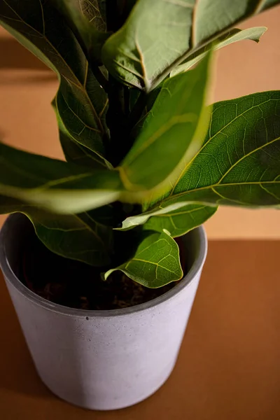Feuilles vertes de Fiddle Fig ou Ficus Lyrata. Figuier à feuilles de violon la plante d'intérieur tropicale ornementale populaire sur fond brun. Usines de purification d'air pour la maison, plantes d'intérieur avec des avantages pour la santé — Photo