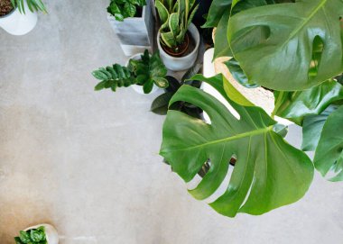 Ficus lyrata, saksı çiçeği. Bitki koleksiyonu. Güzel keman yaprağı, büyük yeşil yapraklı incir ağacı bitkisi. Modern çiçekli ev dekorasyonu asgari düzeyde.